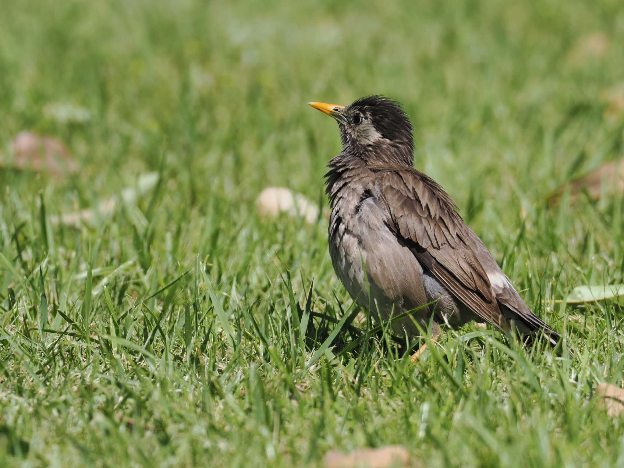 White-cheeked Starling