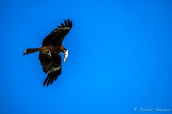 Black Kite Unknown Spots Sun, 5/26/2024