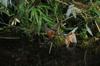 2024年5月30日(木) 門池公園(沼津市)の野鳥観察記録