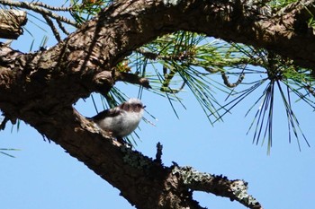 Long-tailed Tit 再度公園 Unknown Date