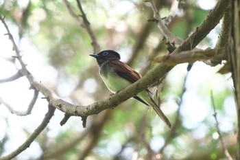 2024年5月30日(木) 氷取沢市民の森の野鳥観察記録