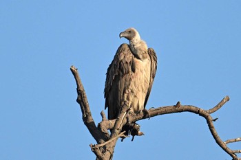 White-backed Vulture モレミ動物保護区 オカバンゴ・デルタ Fri, 5/17/2024