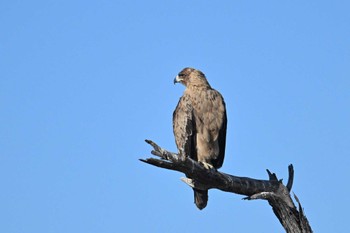 Tawny Eagle モレミ動物保護区 オカバンゴ・デルタ Fri, 5/17/2024