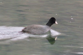 2019年1月12日(土) 羽村堰(上流)の野鳥観察記録