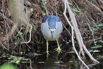 Black-crowned Night Heron Shakujii Park Sun, 5/12/2024