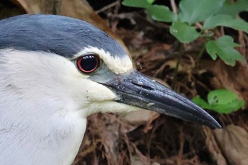 Black-crowned Night Heron Shakujii Park Sun, 5/12/2024