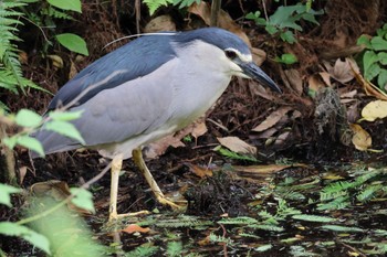 Black-crowned Night Heron Shakujii Park Sun, 5/12/2024