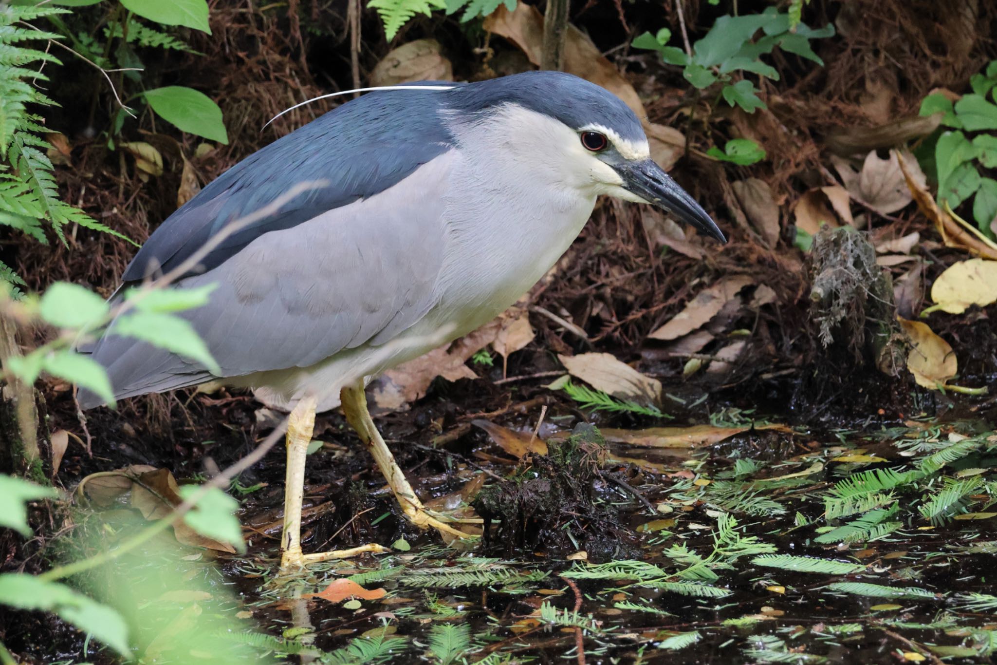 Black-crowned Night Heron