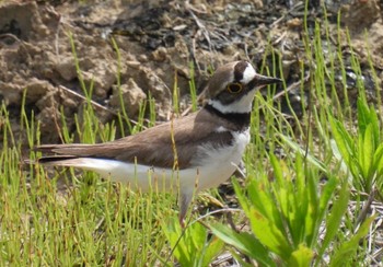 Thu, 5/30/2024 Birding report at 横須賀