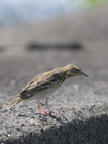 Tree Pipit 長崎県 Unknown Date