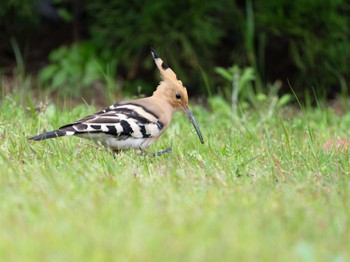 Thu, 4/11/2024 Birding report at 長崎県