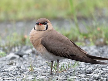 Mon, 4/22/2024 Birding report at 長崎県