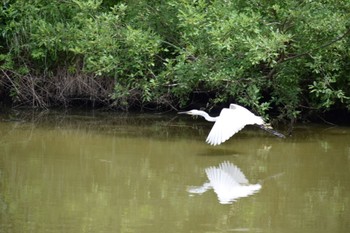 2024年5月30日(木) 彩湖の野鳥観察記録