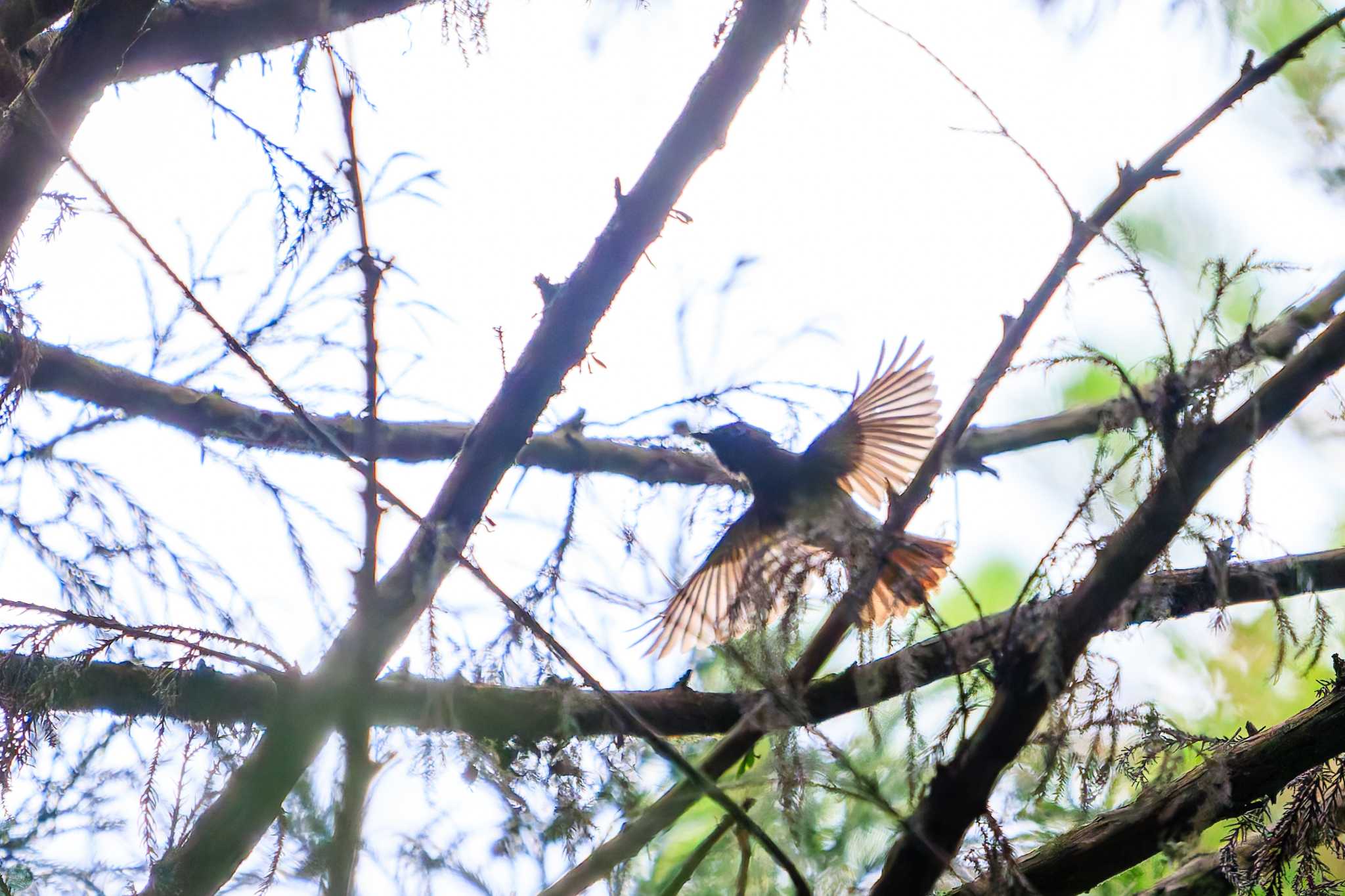 Photo of Black Paradise Flycatcher at 八王子城跡 by d3_plus