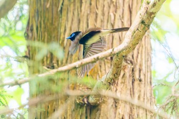 サンコウチョウ 八王子城跡 2024年5月25日(土)