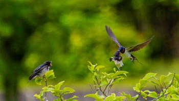 Barn Swallow 栗東市 Wed, 5/29/2024