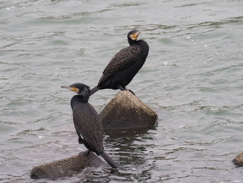 カワウ 宇治川 2019年1月12日(土)