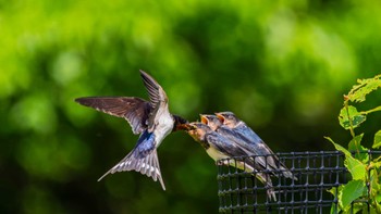 Barn Swallow 栗東市 Wed, 5/29/2024