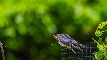 Barn Swallow 栗東市 Wed, 5/29/2024