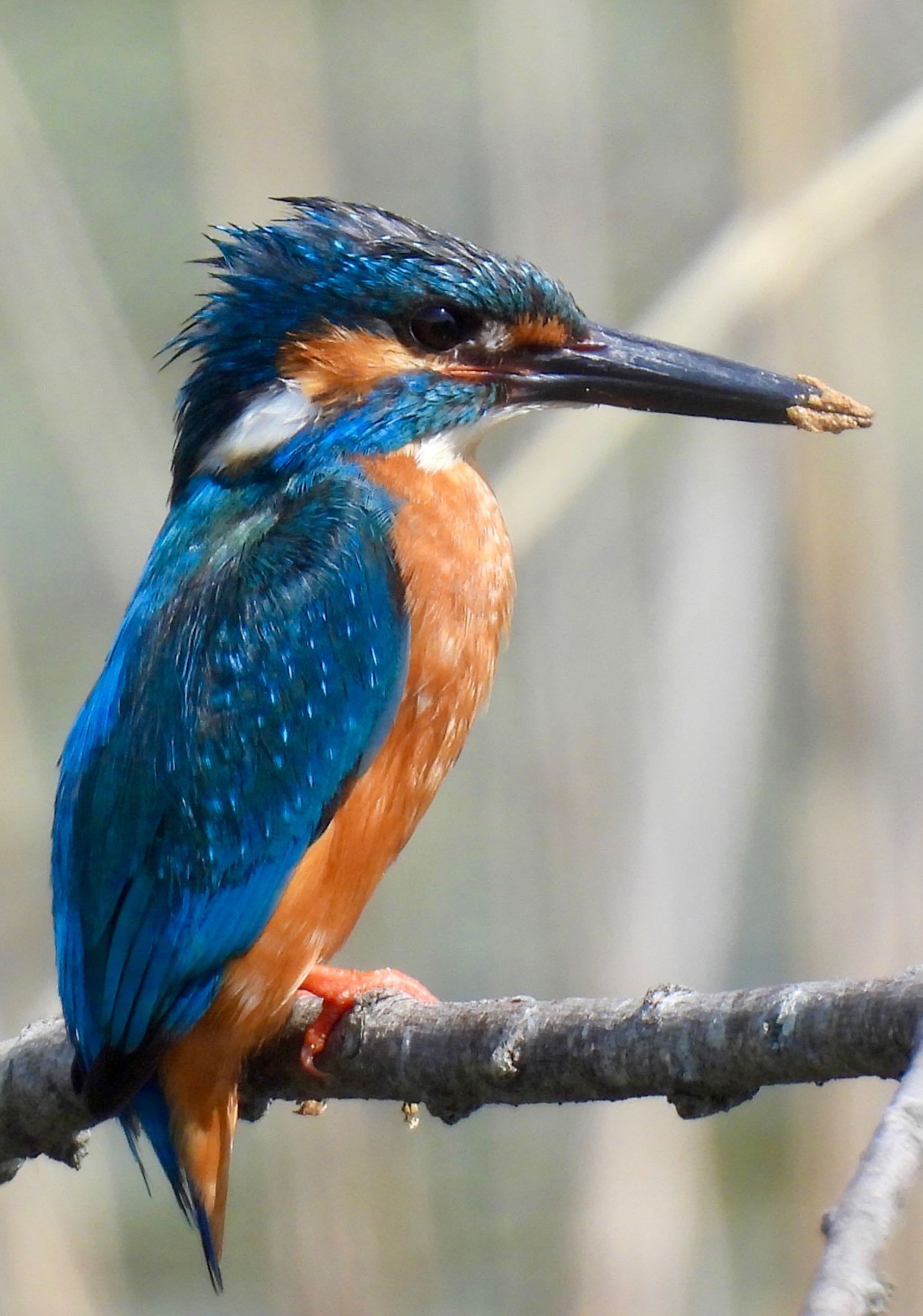 Common Kingfisher