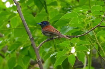 2024年5月30日(木) 大阪城公園の野鳥観察記録