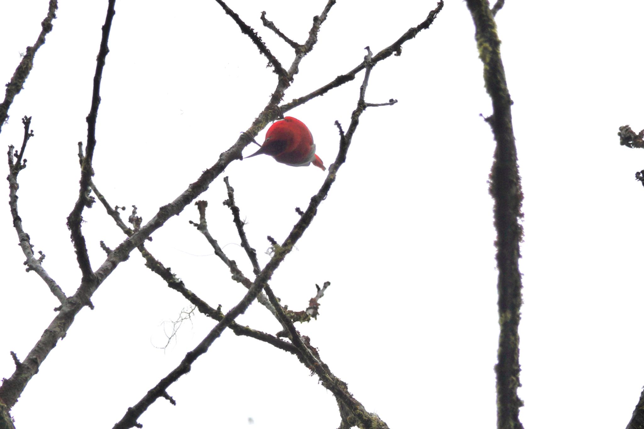 Temminck's Sunbird