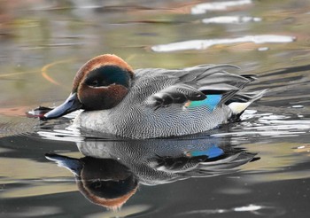 コガモ 三木山森林公園 2019年1月12日(土)