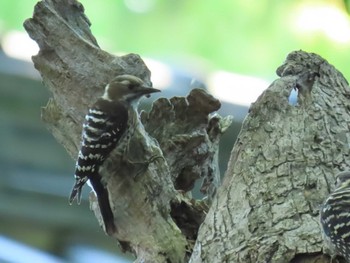 Thu, 5/30/2024 Birding report at Osaka castle park