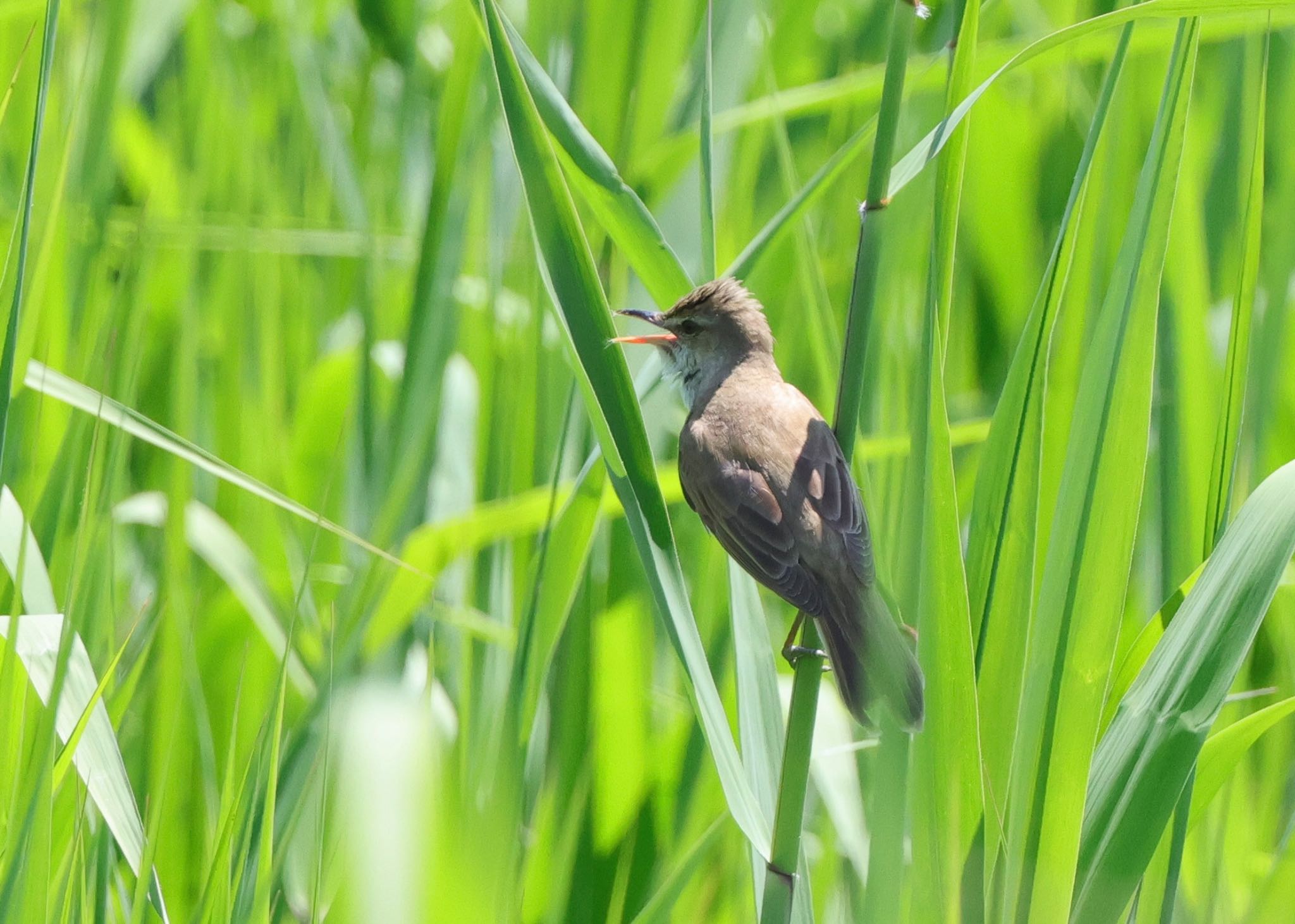 Photo of Oriental Reed Warbler at Watarase Yusuichi (Wetland) by mamama09R7