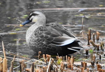 カルガモ 三木山森林公園 2019年1月12日(土)