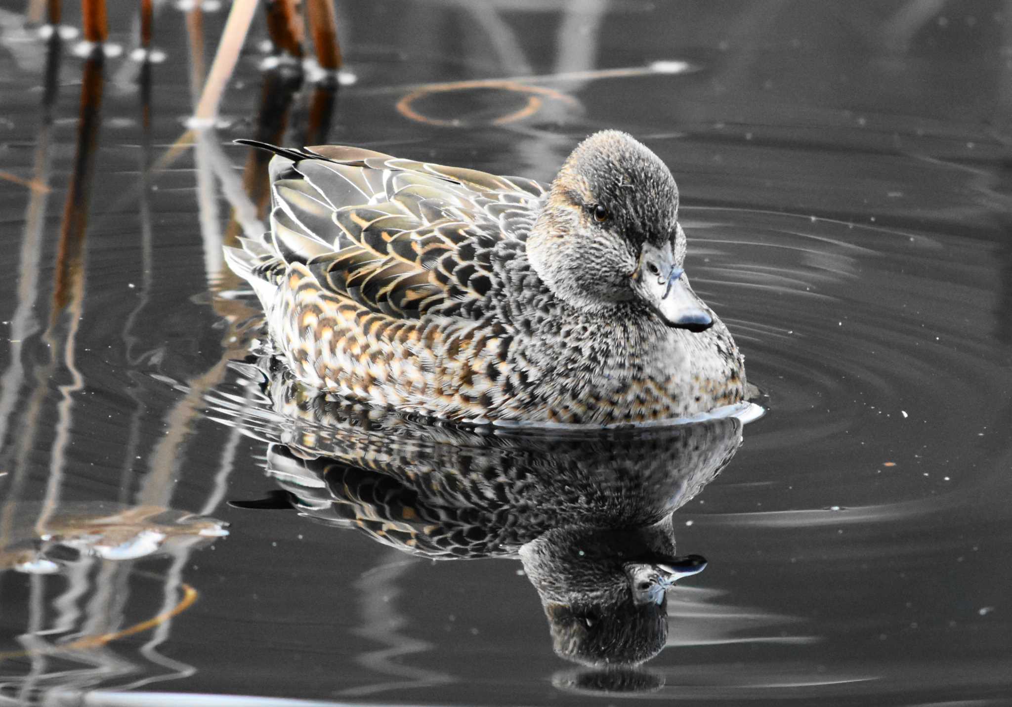 三木山森林公園 コガモの写真 by Shunsuke Hirakawa