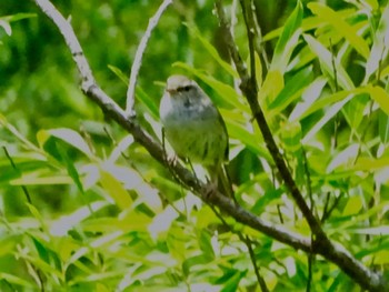 ウグイス 舞岡公園 2024年5月30日(木)