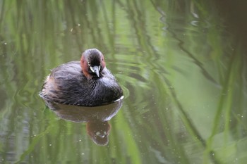 Little Grebe Shakujii Park Sun, 5/12/2024