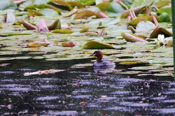 Little Grebe Shakujii Park Sun, 5/12/2024