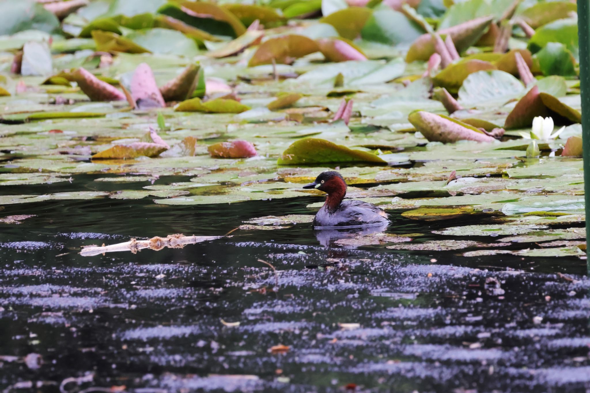 Little Grebe