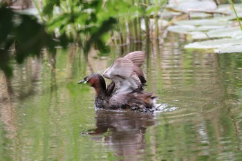 Little Grebe Shakujii Park Sun, 5/12/2024