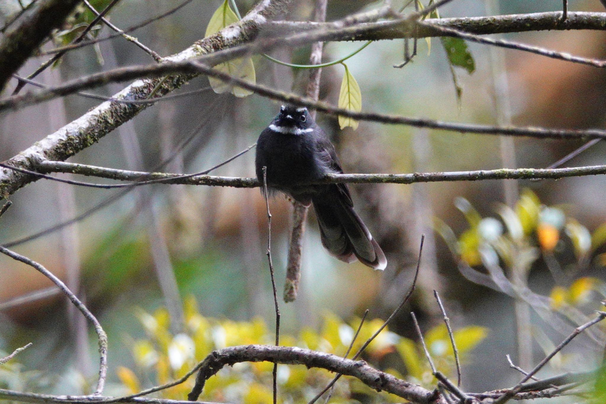 White-throated Fantail