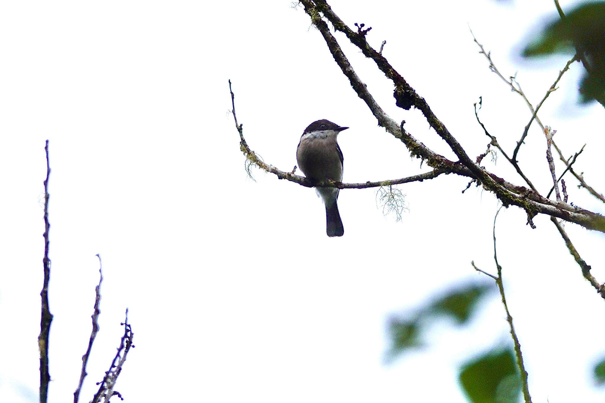 Bar-winged Flycatcher-shrike