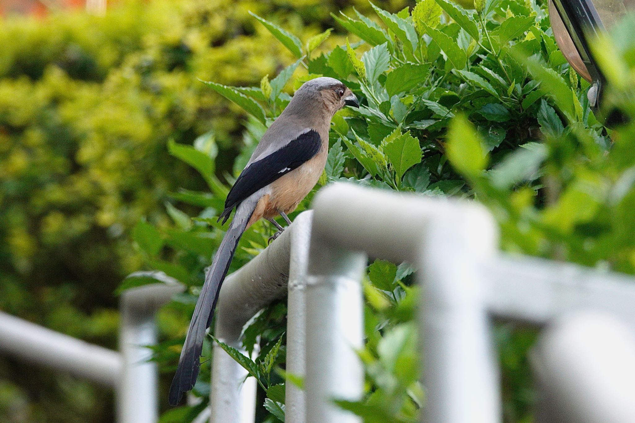 Bornean Treepie