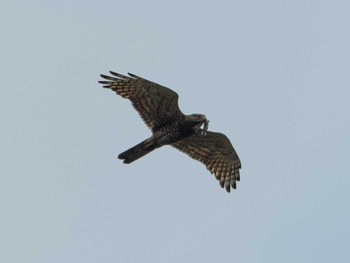 Thu, 5/30/2024 Birding report at 市貝町