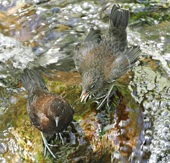 Brown Dipper 白糸の滝 Sat, 5/11/2024