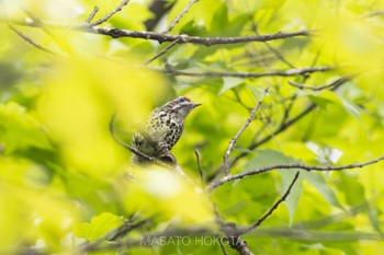 Speckled Piculet 龍蒼溝(Longcanggou) Mon, 4/22/2024