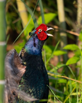 Green Pheasant 大久保農耕地 Fri, 5/24/2024