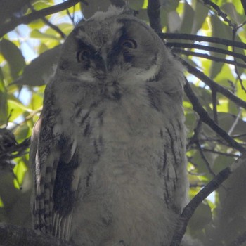 2024年5月29日(水) 渡良瀬遊水地の野鳥観察記録