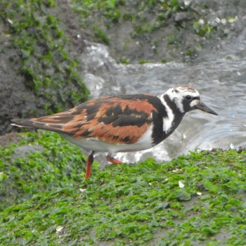 2024年5月14日(火) 日の出三番瀬沿い緑道の野鳥観察記録