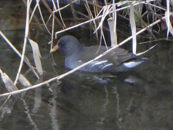 2019年1月12日(土) 恩田川(高瀬橋付近)の野鳥観察記録