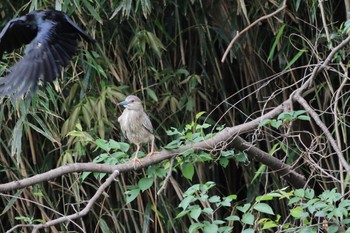 Black-crowned Night Heron Shakujii Park Sun, 5/12/2024