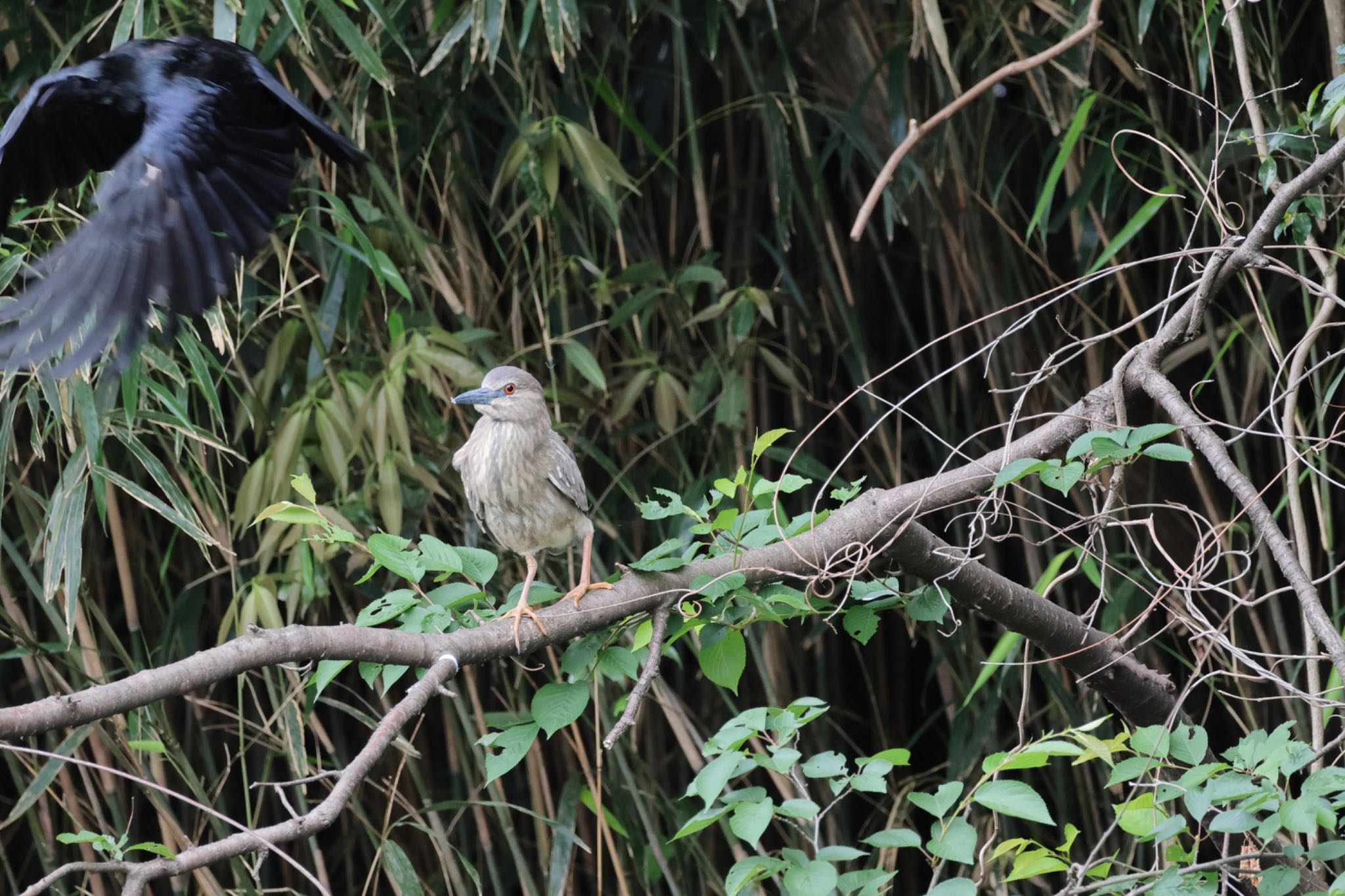 Black-crowned Night Heron