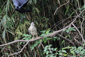 Black-crowned Night Heron Shakujii Park Sun, 5/12/2024