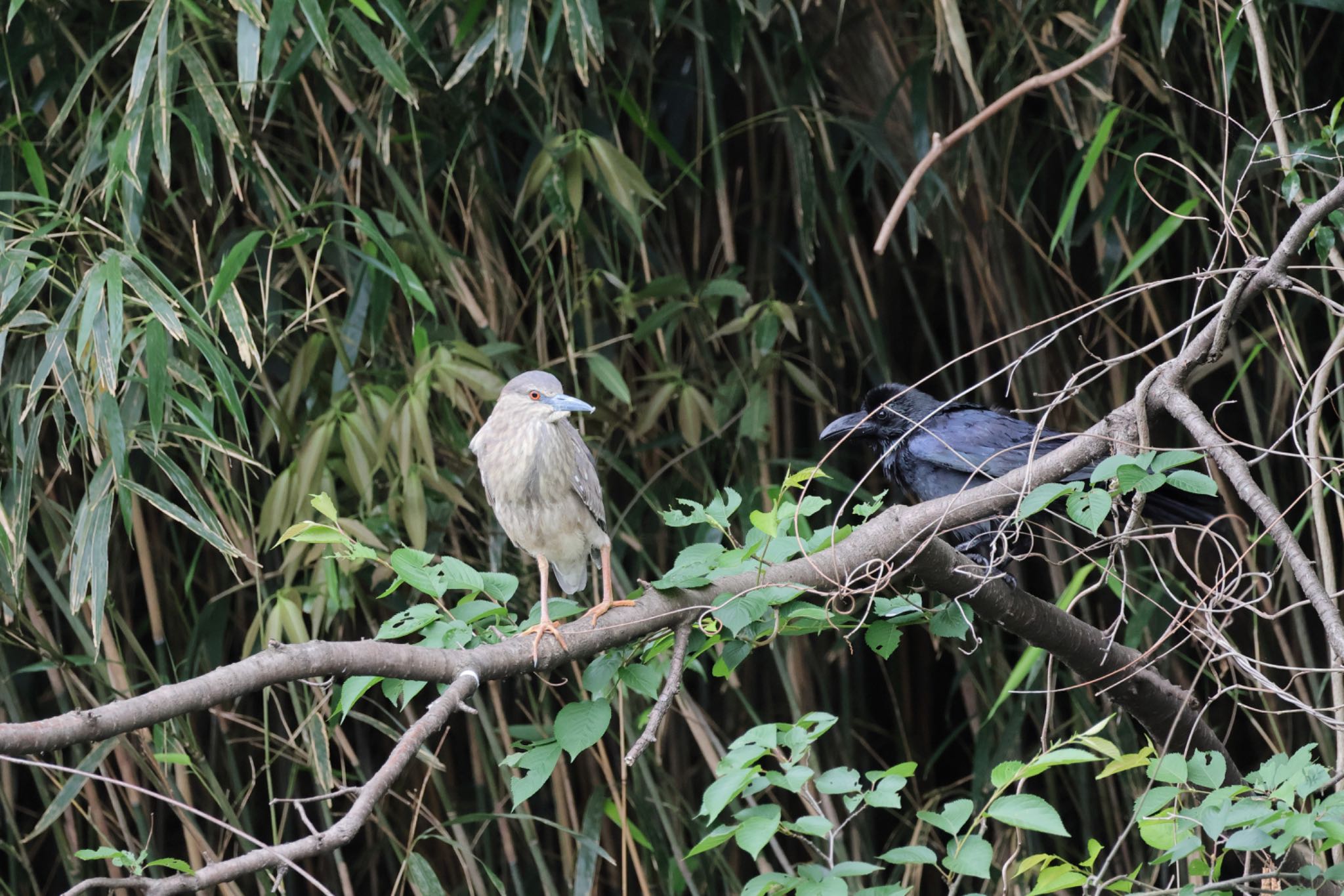 Black-crowned Night Heron